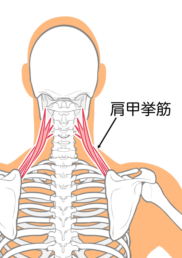 肩甲挙筋の位置