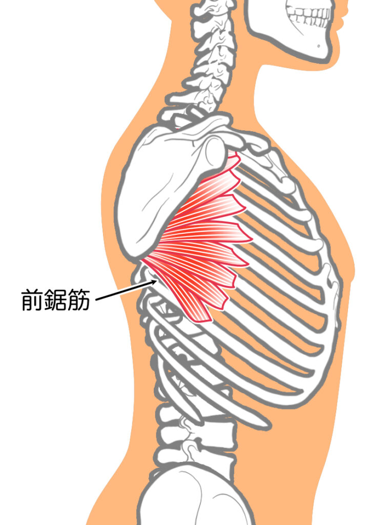 前鋸筋の位置