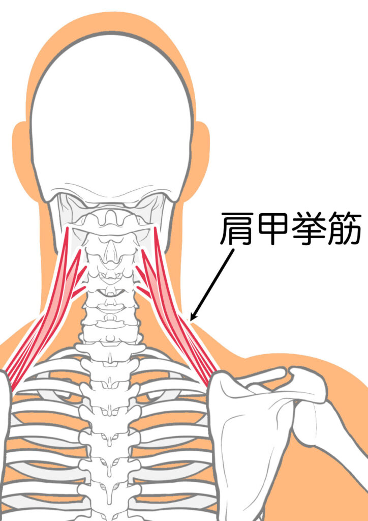 肩甲挙筋の位置