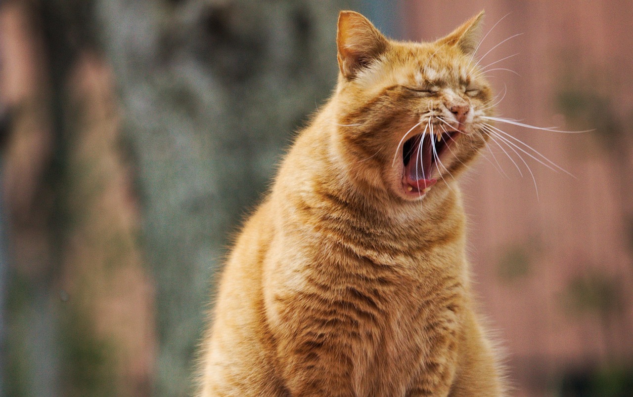 眠たい猫